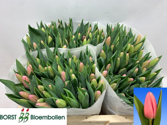 <h4>TU EN MILKSHAKE</h4>