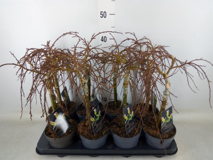 <h4>Salix arbuscula</h4>