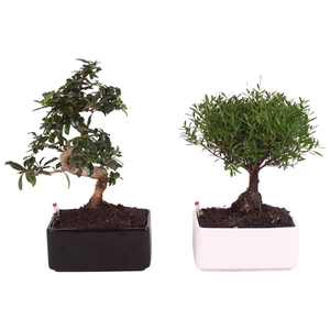 Bonsai Mixed in Easy Care Ceramic Black/White ø22cm