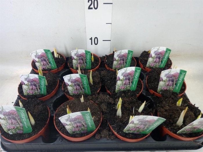 <h4>Fritillaria meleagris</h4>