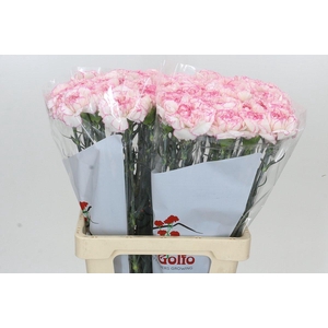 Dianthus St Tico Tico Pink