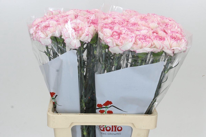 <h4>Dianthus St Tico Tico Pink</h4>