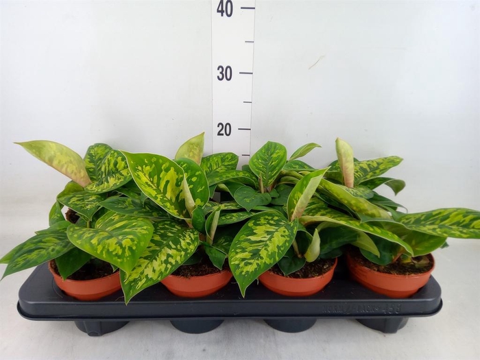 <h4>Homalomena wal. 'Camouflage'</h4>