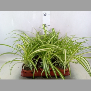 Chlorophytum com. 'Variegatum'