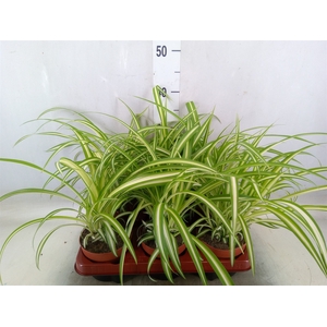 Chlorophytum com. 'Variegatum'