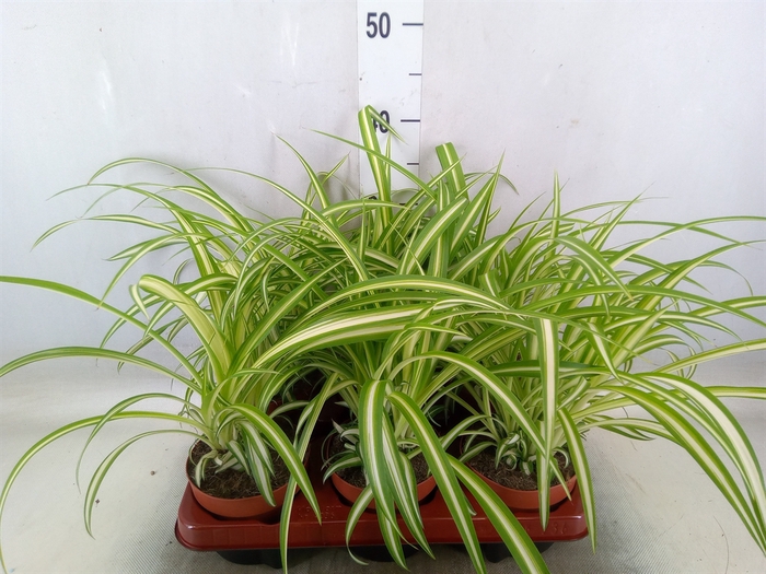 <h4>Chlorophytum com. 'Variegatum'</h4>