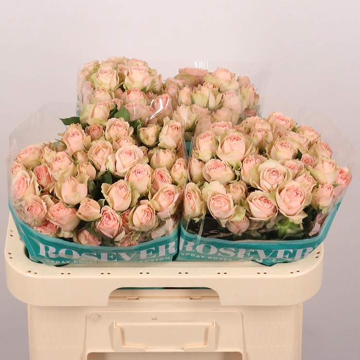 <h4>R TR QUEEN ROSEVER</h4>