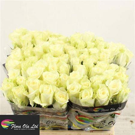 <h4>R Gr Athena</h4>