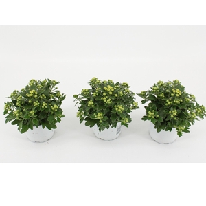 Ajania Pacific White