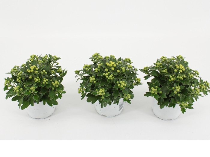 <h4>Ajania Pacific White</h4>