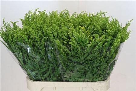 <h4>Soli Golden Glory</h4>