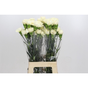 Dianthus St Rodas Creme