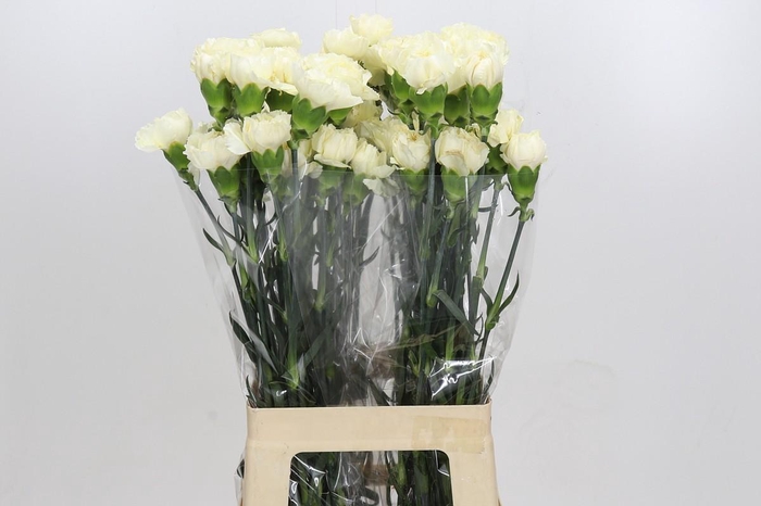 <h4>Dianthus St Rodas Creme</h4>