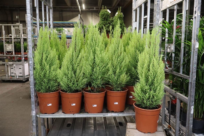 <h4>Cupr Ma Goldc Wilma</h4>