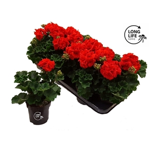 Pelargonium Zonale Rouge