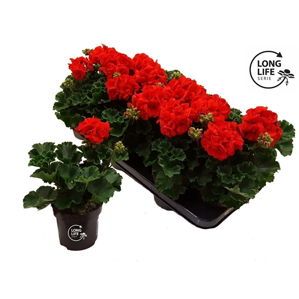 <h4>LongLife Zonale Dark Red</h4>