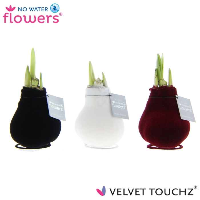 <h4>No Water Flowers Velvet Touchz® Classic mix</h4>
