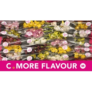 Mini cymbidium 'Mix' 40 cm