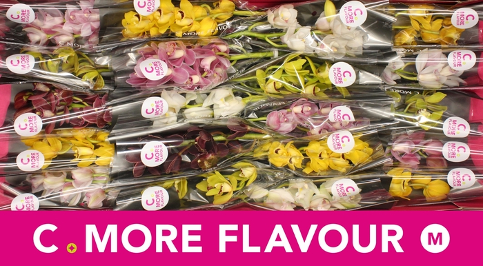 <h4>Mini cymbidium 'Mix' 40 cm</h4>