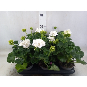 Pelargonium zona.   ...F1