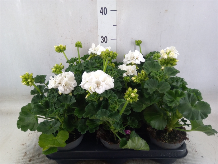 <h4>Pelargonium zona.   ...F1</h4>