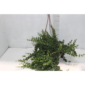 AESCHYNANTHUS RASTA C21