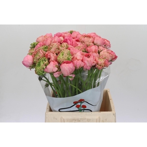 Ranunculus Pon Pon Hermione