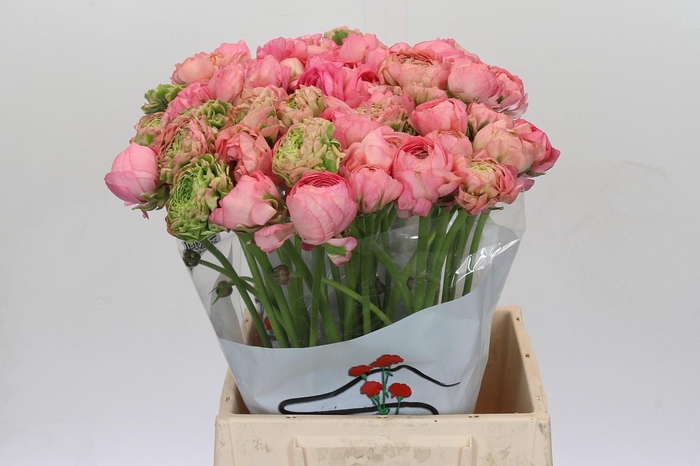 <h4>Ranunculus Pon Pon Hermione</h4>