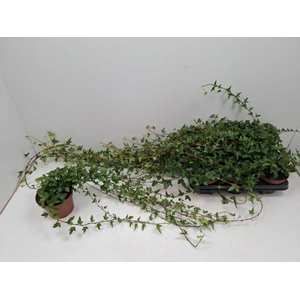 HEDERA SHAMROCK XXLONG 80CM