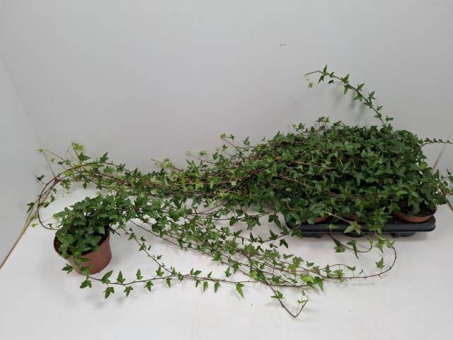 HEDERA SHAMROCK XXLONG 80CM