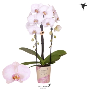 Kolibri Orchids Phalaenopsis Cascade Niagara Fall True Love 2 spike