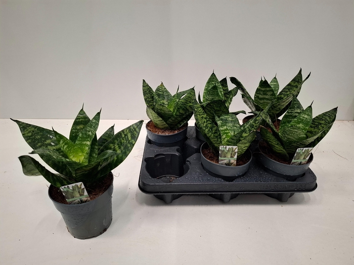 <h4>SANSEV HAHNII</h4>