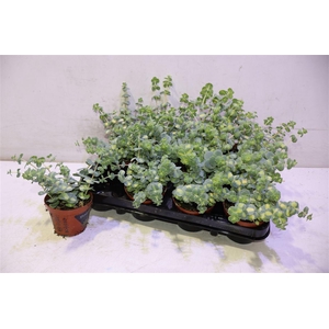 Sedum Si Mediovarieg