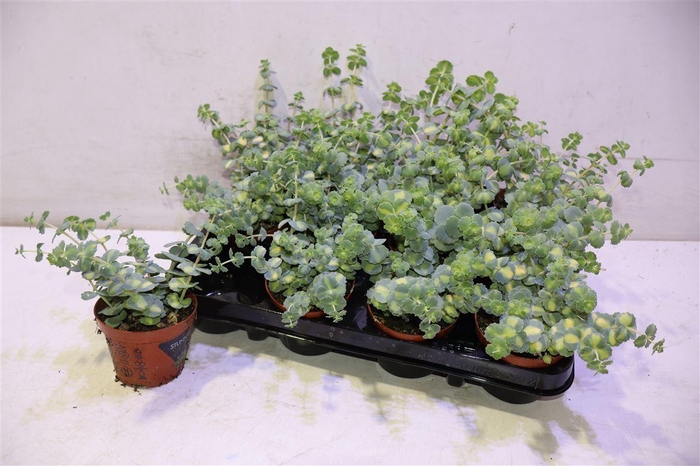 <h4>arr8 Sedum Si Mediovarieg</h4>