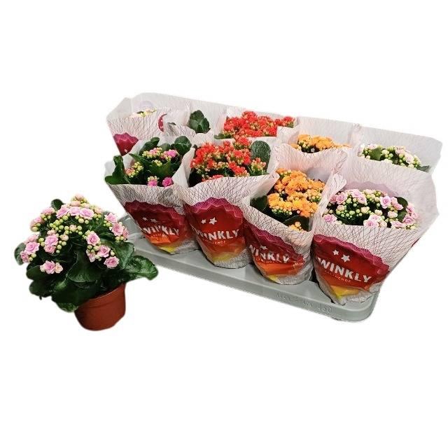 KAL GE PERF GEM 5 KL