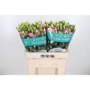 Eus G Rosi Bright Pi