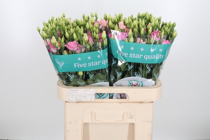 <h4>Eus G Rosi Bright Pi</h4>