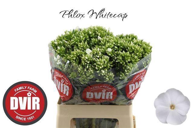<h4>PHLOX WHITECAP</h4>