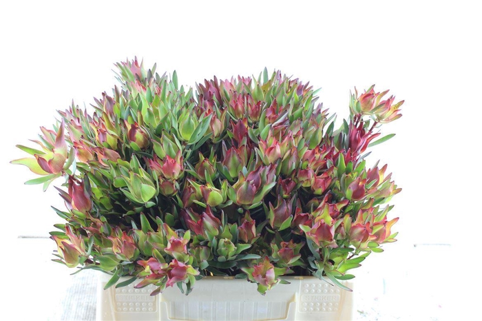 <h4>Leucad Sal Blush</h4>