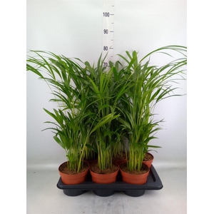 Dypsis lutescens ...Chrysalidoca