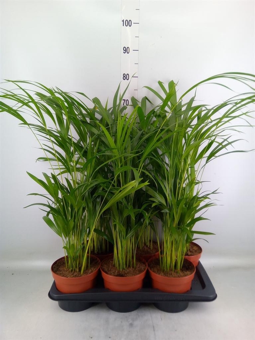 <h4>Dypsis lutescens ...Chrysalidoca</h4>