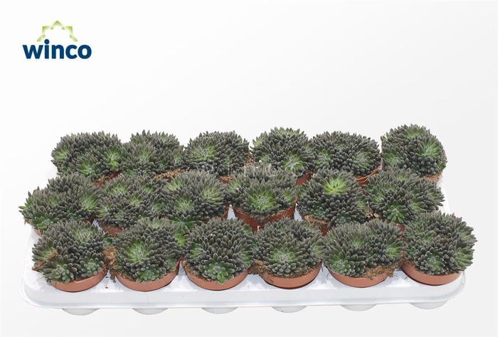 Sinocrassula Yunnanensis