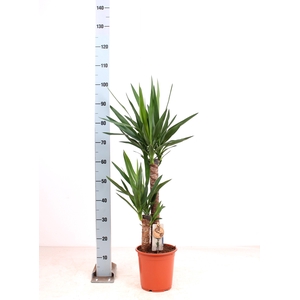 YUCCA