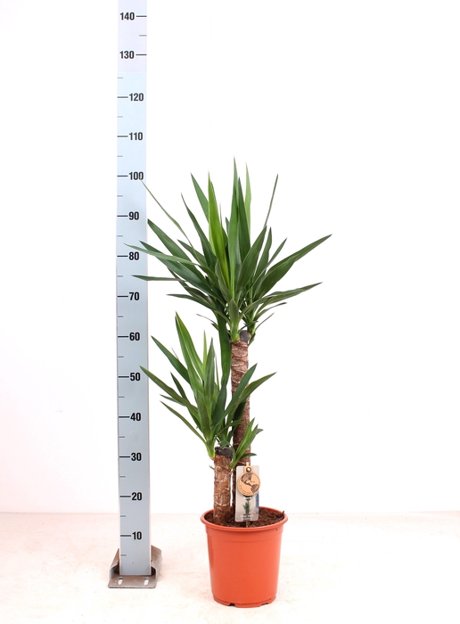 <h4>YUCCA</h4>