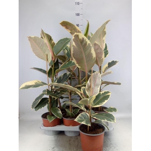Ficus elastica 'Tineke'