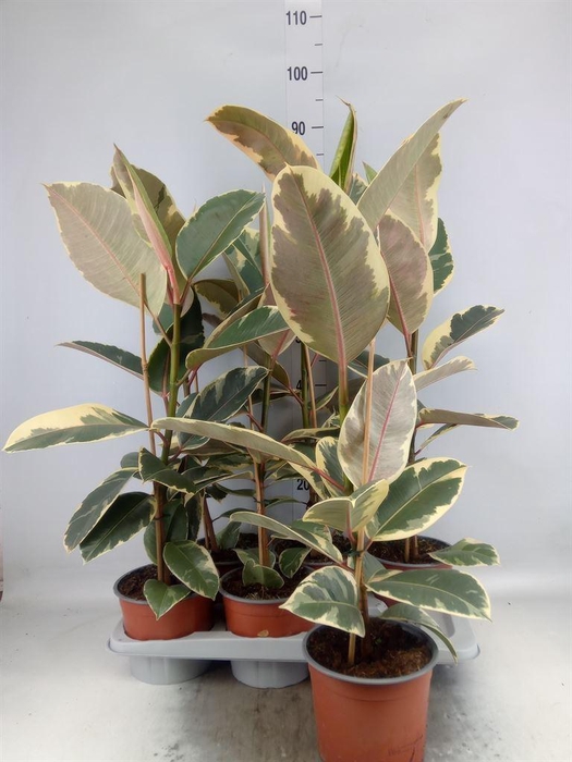<h4>Ficus elastica 'Tineke'</h4>