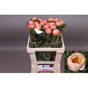 Paeonia Kings Day | XXL