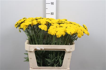 <h4>Achil F Parker Variety</h4>