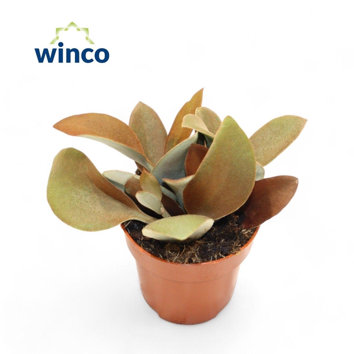 <h4>Kalanchoe Orgyalis</h4>