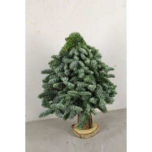 Tree Nobilis Op Stam 40cm